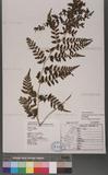 Athyrium strigillosum (Lowe) Salomon U\