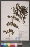 Athyrium strigillosum (Lowe) Salomon U\