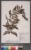 Athyrium strigillosum (Lowe) Salomon U\