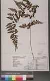 Athyrium strigillosum (Lowe) Salomon U\