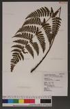 Dryopteris labordei (Christ) C. Chr. 