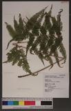 Pteris setuloso-costulata Hayata 