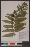 Dryopteris scottii (Bedd.) Ching v