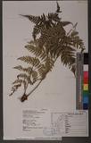 Dryopteris sparsa (Don) Ktze. 