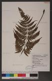 Dryopteris sparsa (Don) Ktze. 