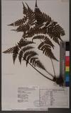 Dryopteris sparsa (Don) Ktze. 