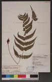 Dryopteris