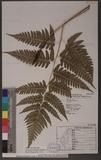 Polystichum acutidens Christ OFտ