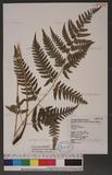 Dryopteris polita Rosenst. OF