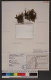 Crepidophyllum humile (Forst.) Read p俹