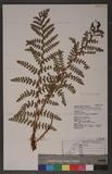 Dryopteris komarovv Kosshinsky h