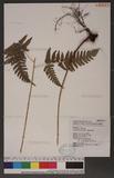 Dryopteris polita Rosenst. OF