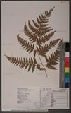 Dryopteris polita Rosenst. OF