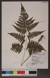 Dryopteris polita Rosenst. OF