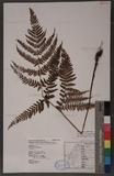 Dryopteris formosana (Christ) C. Chr. OW