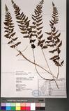 Athyrium anisopterum Christ J\