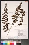 Athyrium anisopterum Christ J\