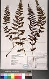 Athyrium anisopterum Christ J\