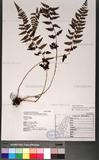 Athyrium anisopterum Christ J\