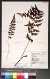 Athyrium anisopterum Christ J\