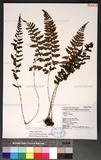 Athyrium anisopterum Christ J\