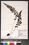 Athyrium anisopterum Christ J\