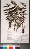 Athyrium anisopterum Christ J\