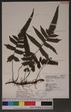 Christella acuminata (Houtt.) Lev. var. kuliangensis (Ching) Kuo yp