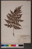 Dryopteris squamiseta (Hook.) Ktze. s