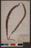 Polystichum stenophyllum Christ ޭcտ