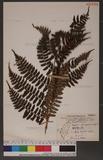 Dryopteris reflexosquamata Hayata FU