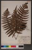 Dryopteris lepidopoda Hayata p