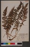 Polystichum wilsoni Christ ֤sտ