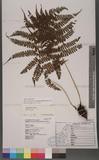 Athyrium subrigescens (Hayata) Hayata V\