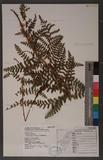 Dryopteris komarovii Kosshinsky. h