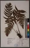 Dryopteris lepidopoda Hayata p