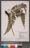 Athyrium