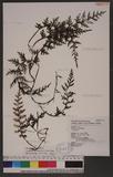 Vandenboschia orientalis (C. Chr.) Ching تF~