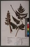 Dryopteris