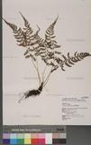 Athyrium tozanense Hayata ܿ\