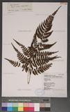 Athyrium