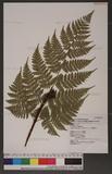 Dryopteris hendersoni (Bedd.) C. Chr. pc