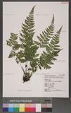 Athyrium strigillosum (Lowe) Salomon U\