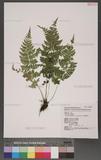 Athyrium strigillosum (Lowe) Salomon U\