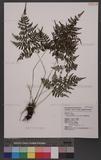 Athyrium goeringianum (Kunze) Moore Ӹ\