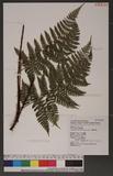 Dryopteris hendersoni (Bedd.) C. Chr. pc