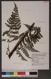 Dryopteris squamiseta (Hook.) Ktze. s