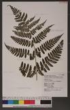 Dryopteris squamiseta (Hook.) Ktze. s