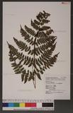 Dryopteris labordei (Christ) C. Chr. 