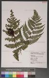 Athyrium arisanense (Hayata) Tagawa s\